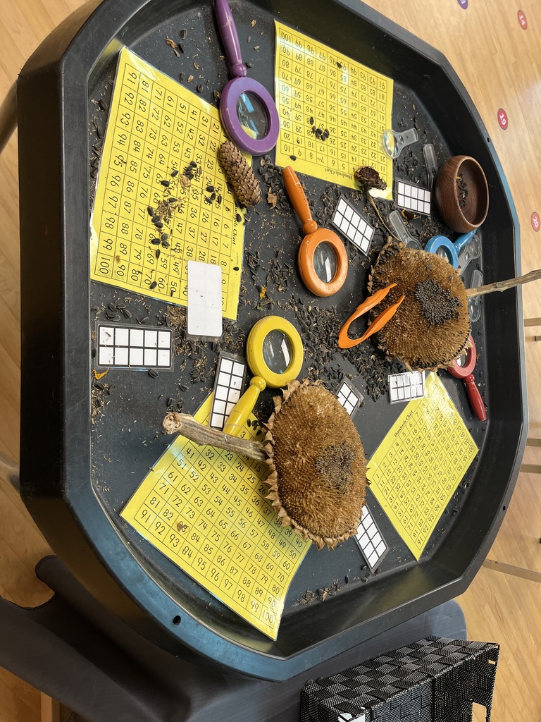 Large sunflowers that have gone to seed with pinchers, maginfying glasses, ten frames, and 100 charts.