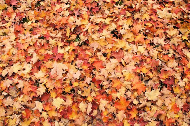 Fall leaves on the ground