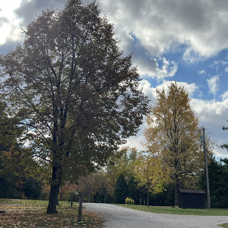 Trees pictured inside a conservation areaa.